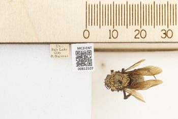 Media type: image;   Entomology 812107 Aspect: labels